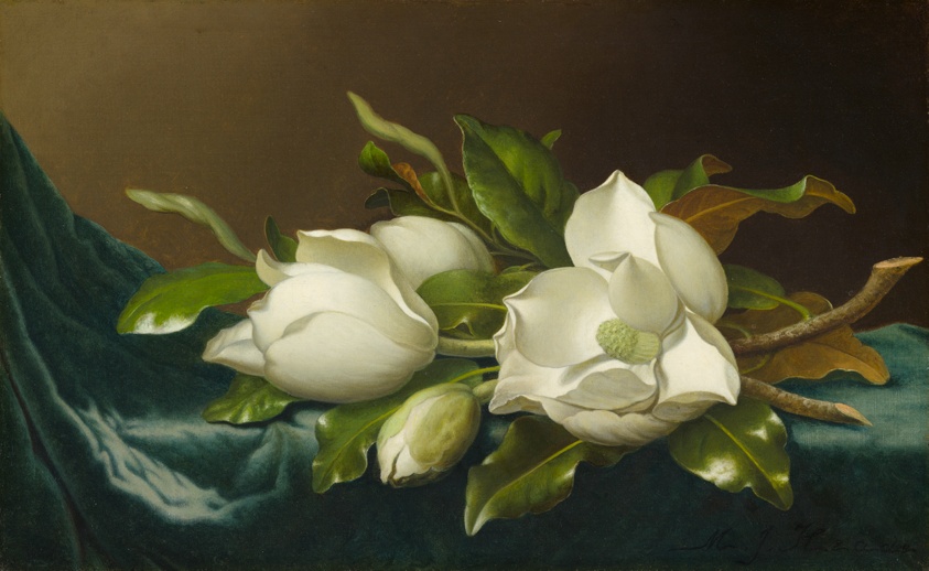 Still life of sensuously detailed painting of four white magnolias lying on blue velvet cloth.