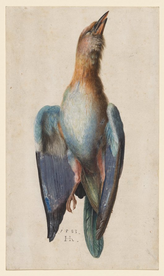 Dead Blue Roller — Drawing by Hans Hoffmann; after Albrecht Dürer. watercolor and gouache with touches of gold.